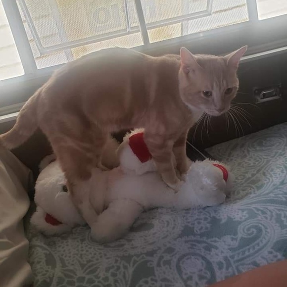 Meet your Posher, Christopher - Picture 1 of 1